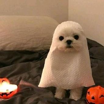 小黑。