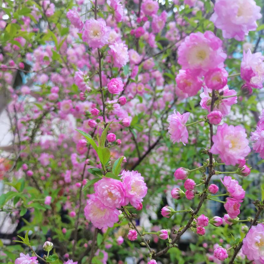 繁花似金