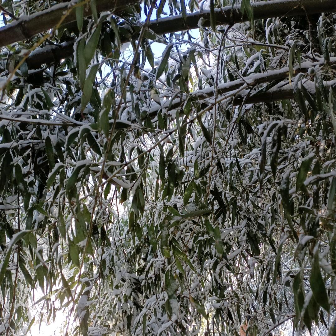 为 你 停 ╭(╯刘╰)╮