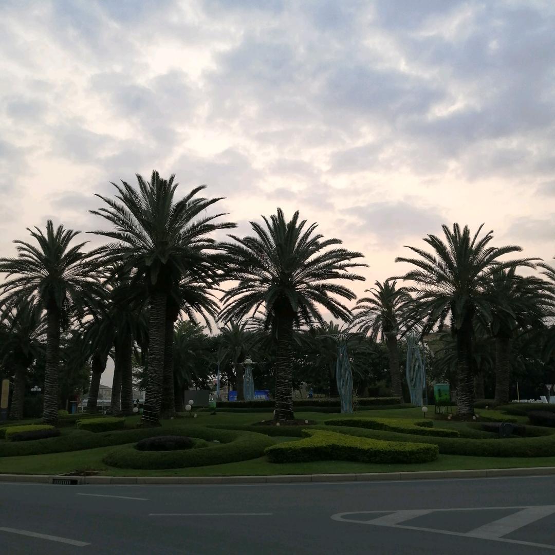 长青树