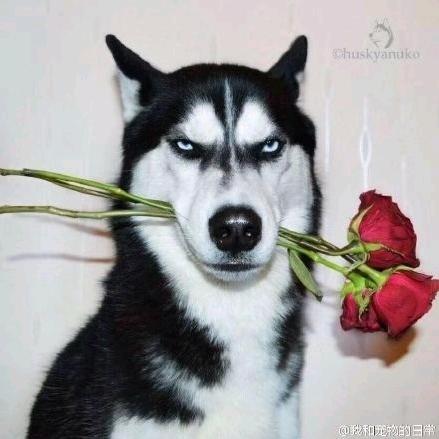 蔡老湿灬