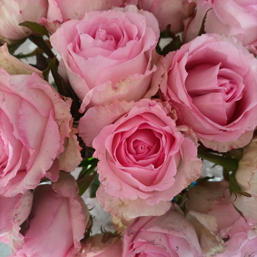 🌹心想事成🌹