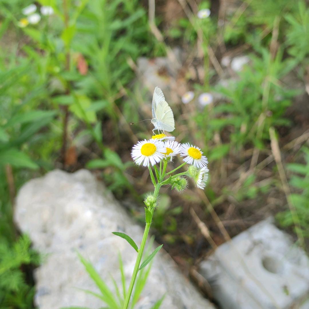 🍀☘️那一束光