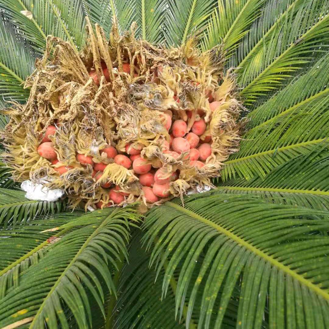幸福花儿开