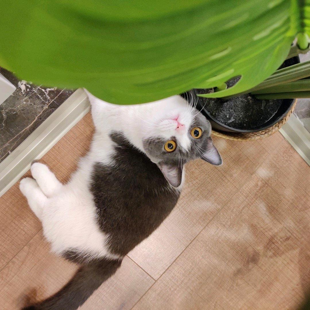 小趴菜呀