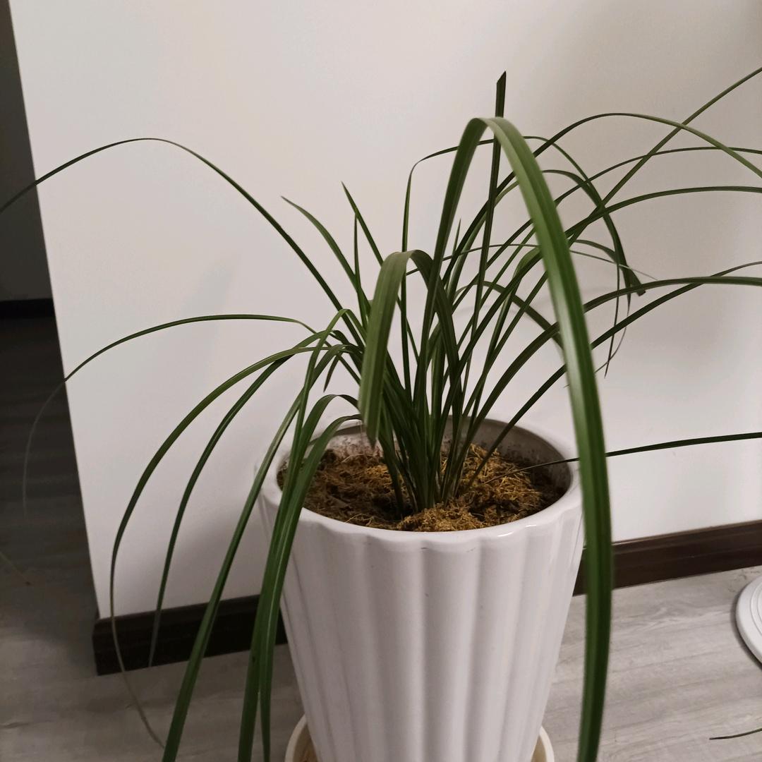 老唐