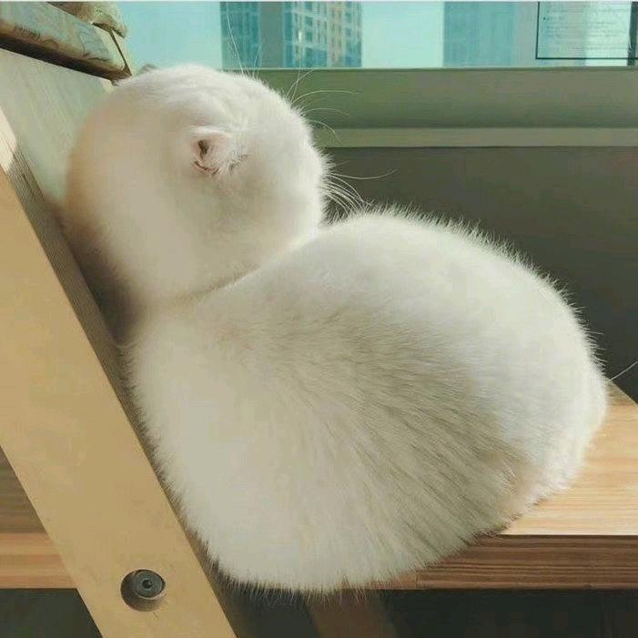 烟花哟
