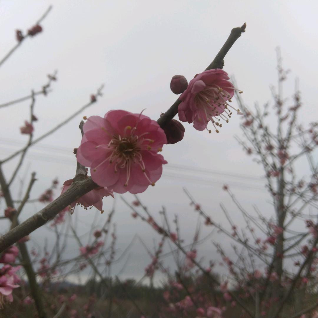 春春，打呱婆
