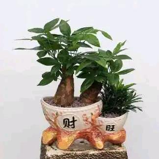 zxl