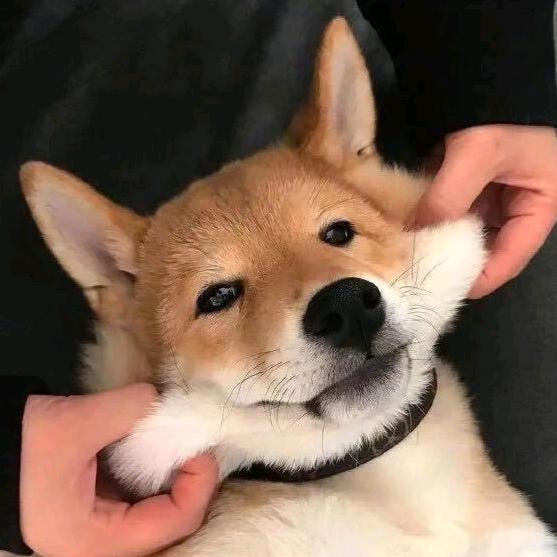 我真的不菜啊