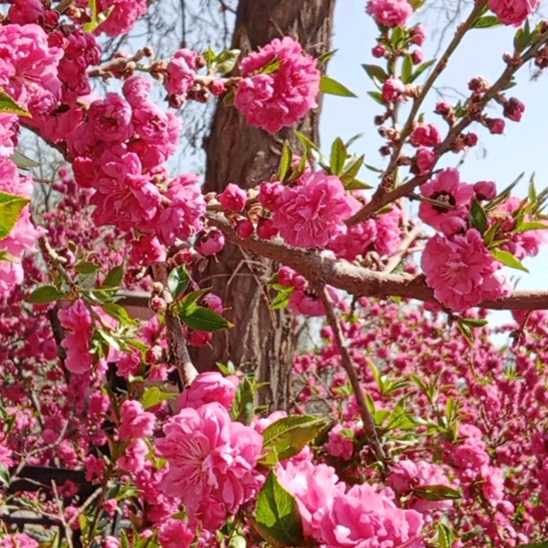 陌上花开123
