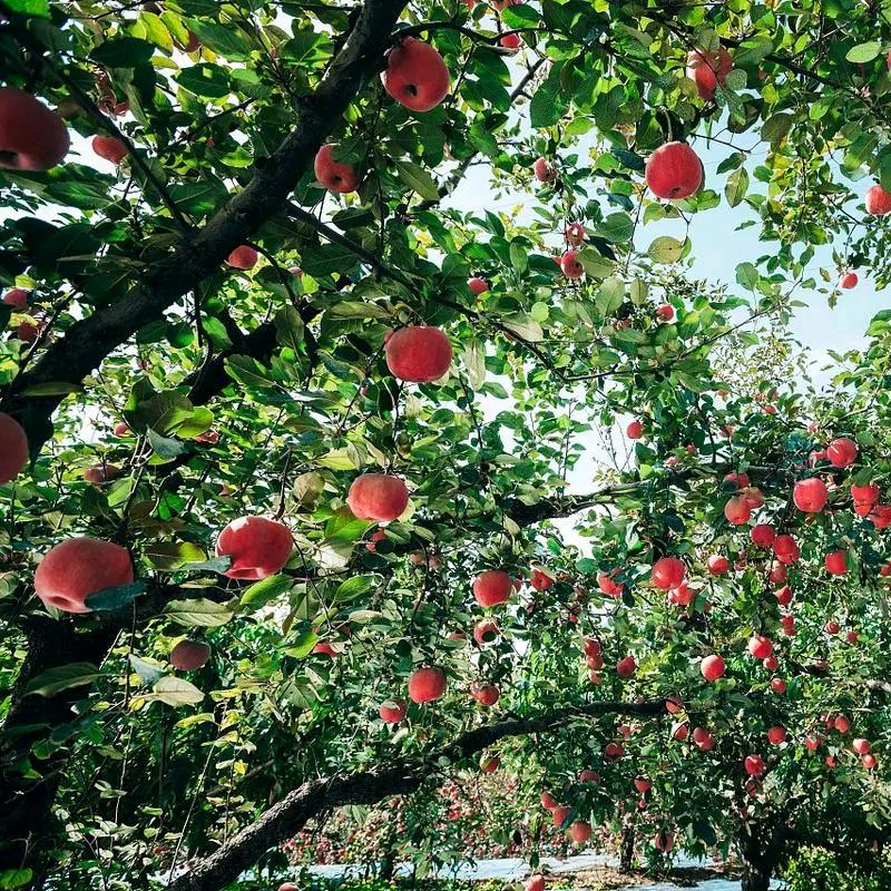 兜里有糖喜气洋洋