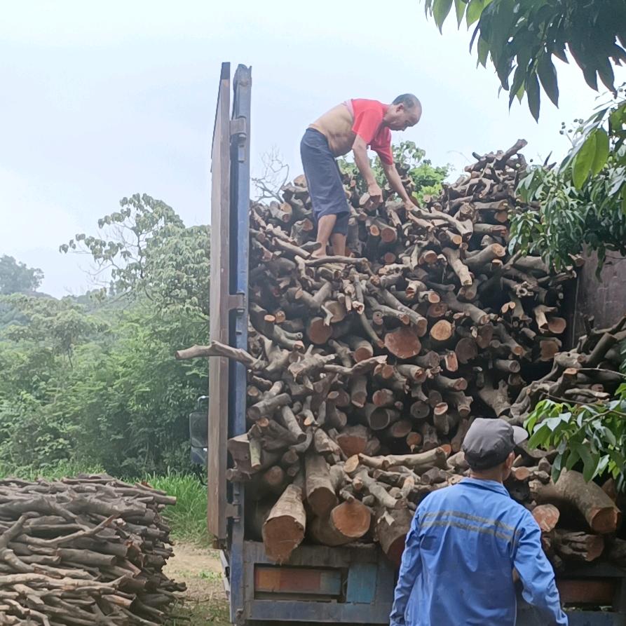 专业砍树，清表，收购材火