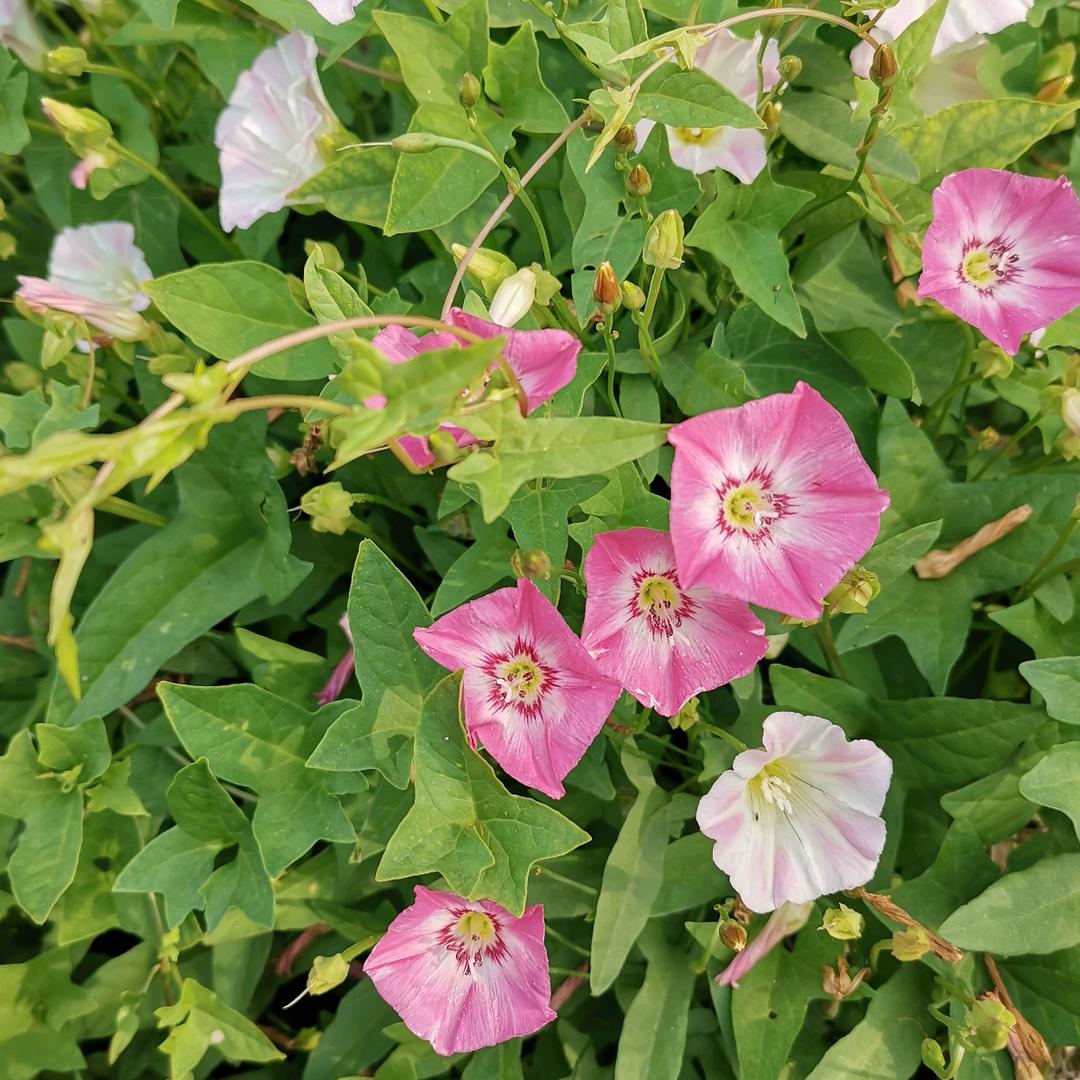 天意