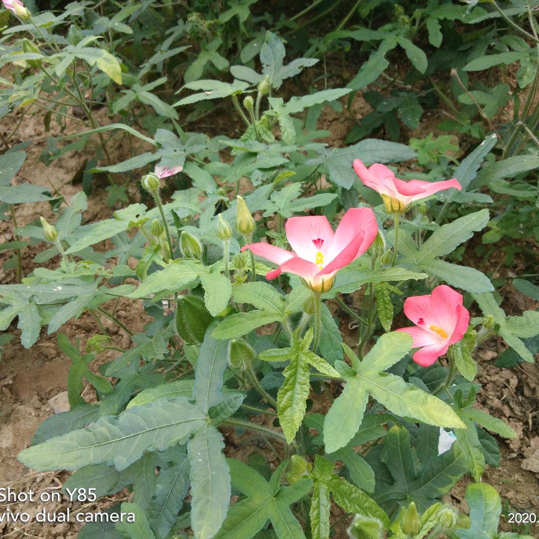 用户6250560523367。易元香