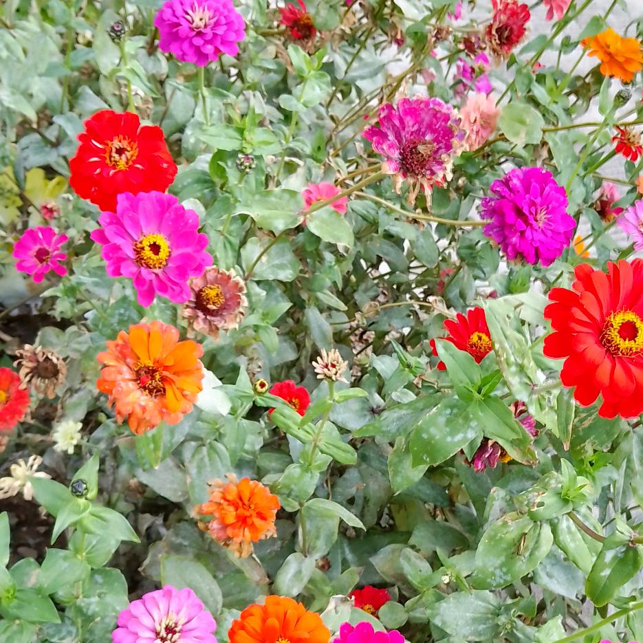 七十岁的老奶奶