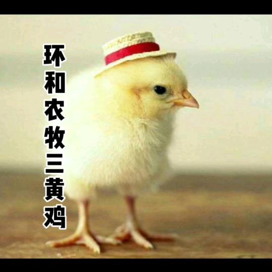 广西黎村三黄鸡