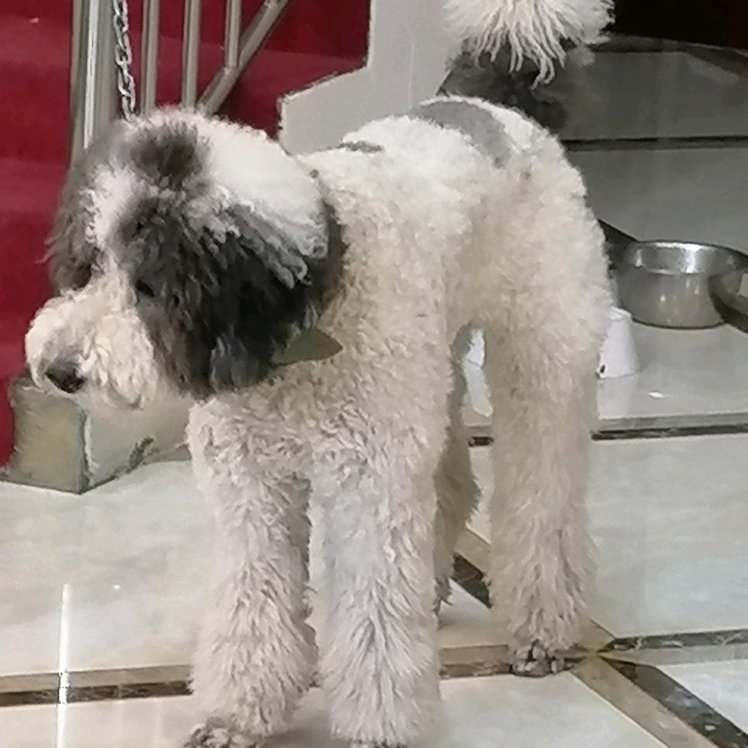 风华正茂