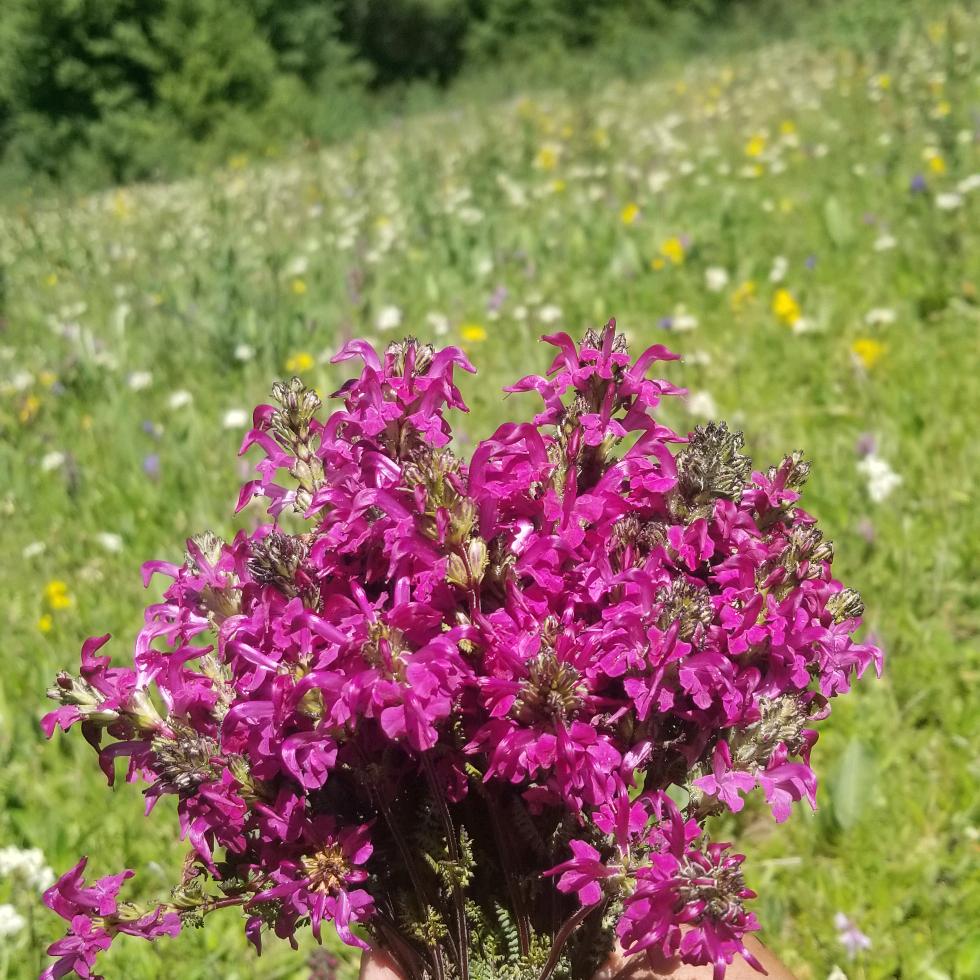 酸甜苦辣是人生的味道
