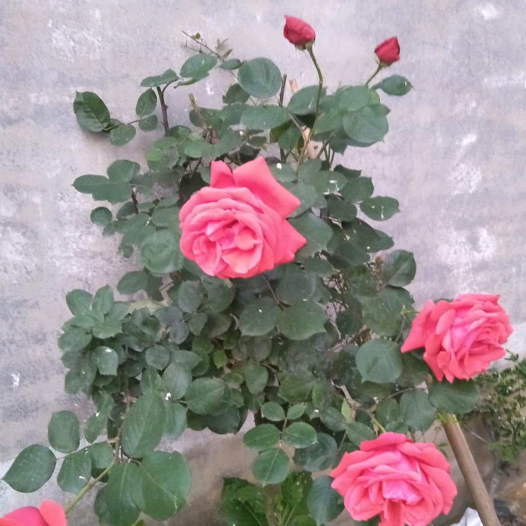 王