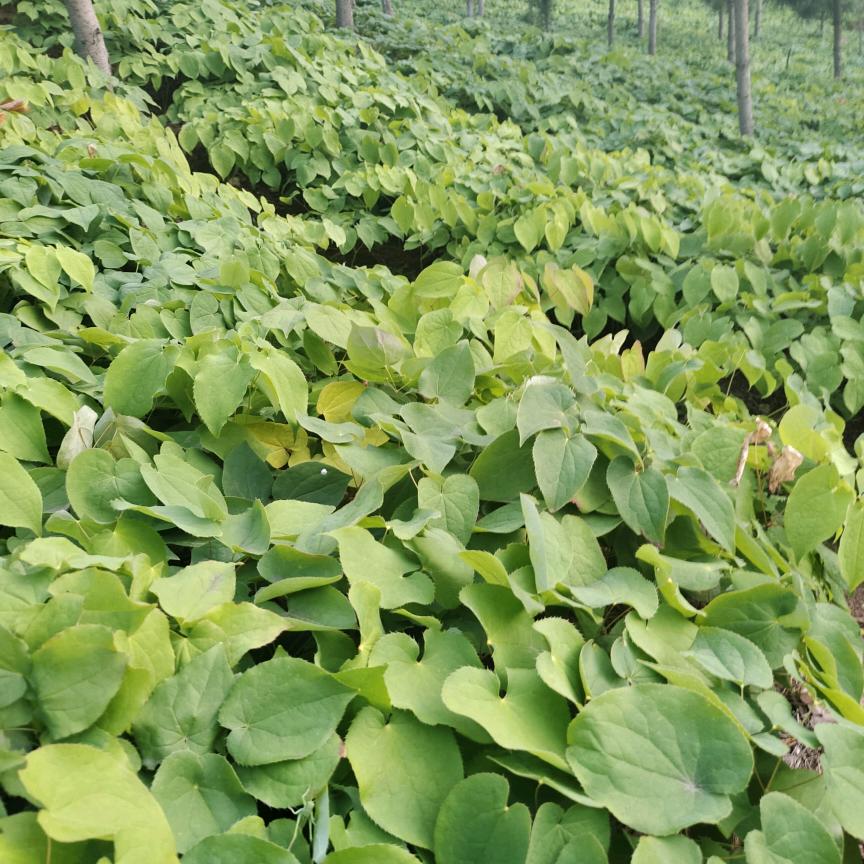 刘栋《东北药材》