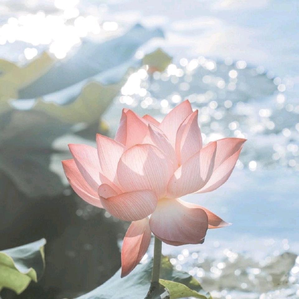 高山流水