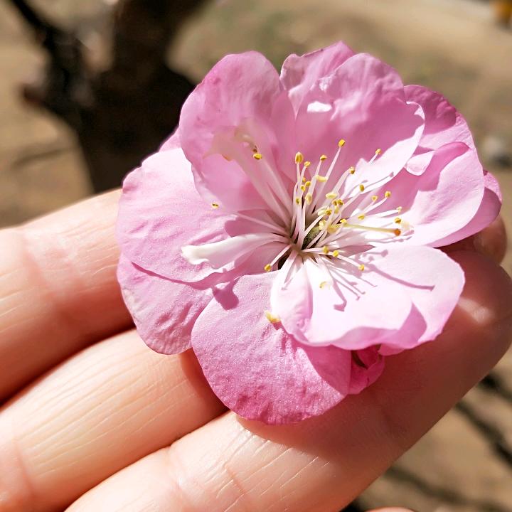 群芳妒