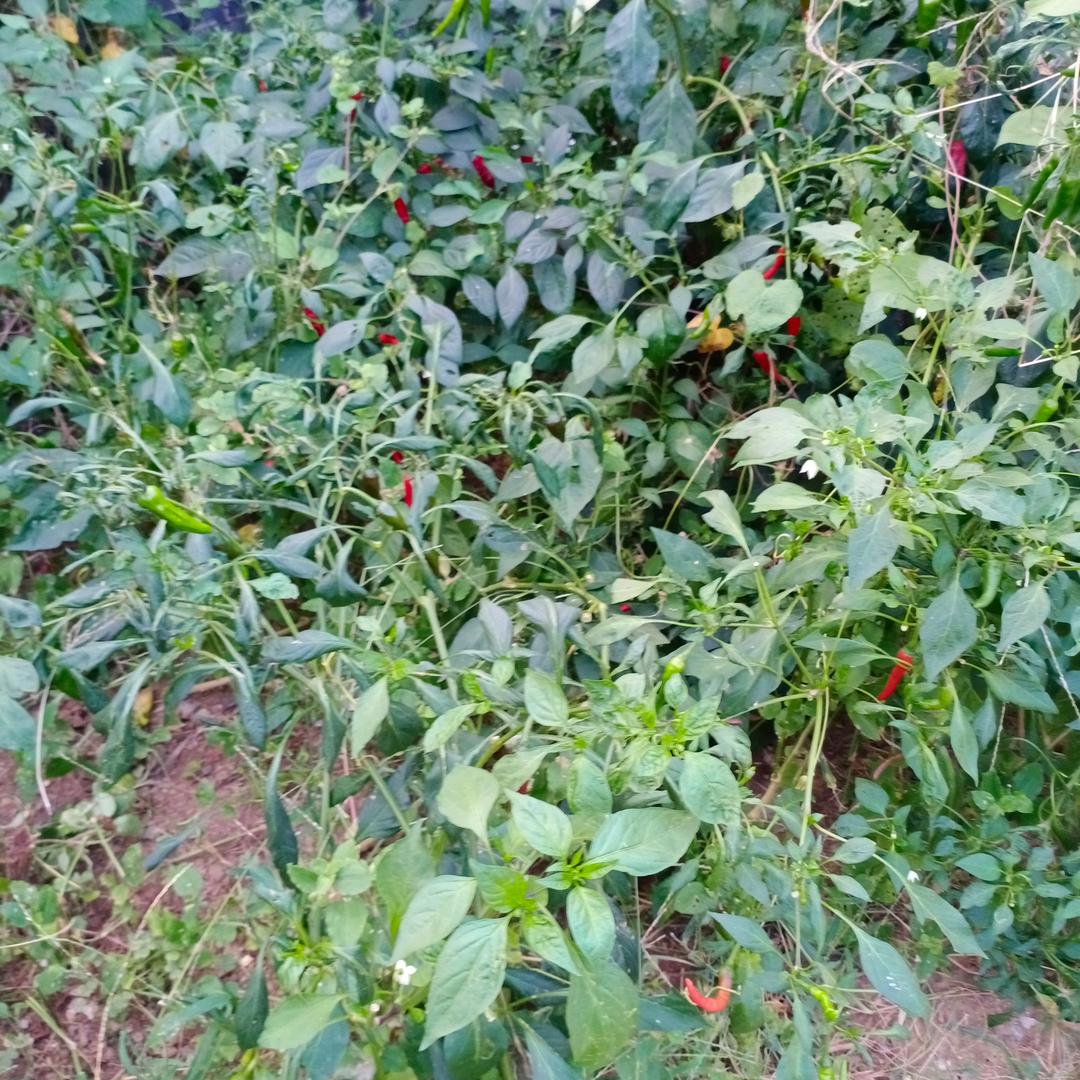 小辣椒
