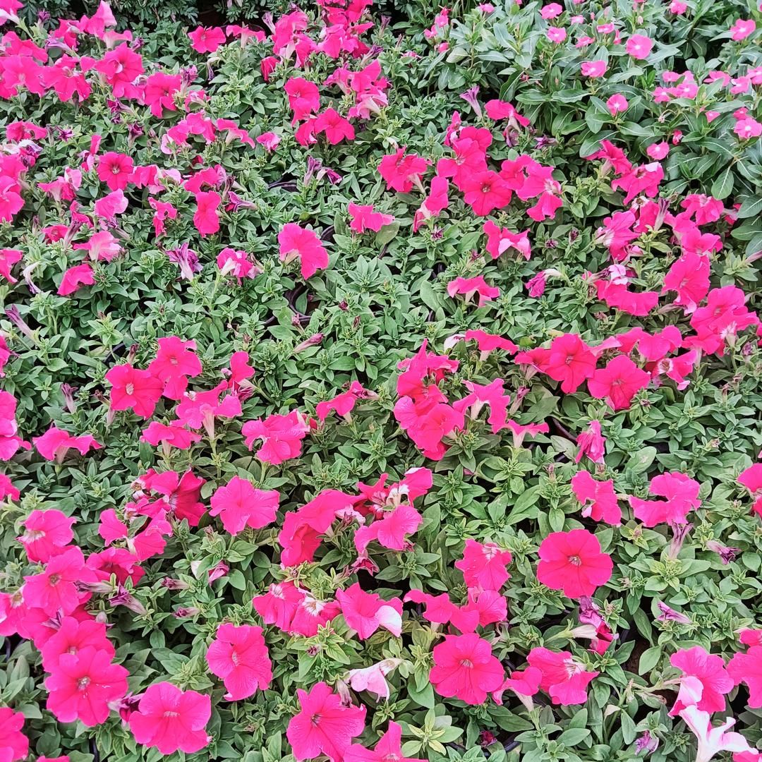 城南花开*