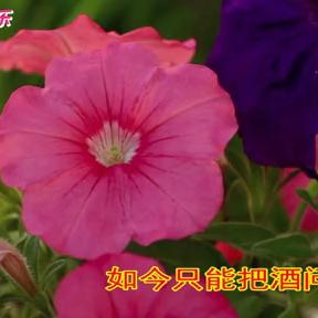 安