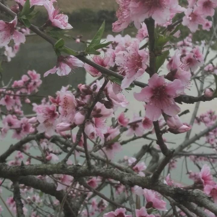刘三姐