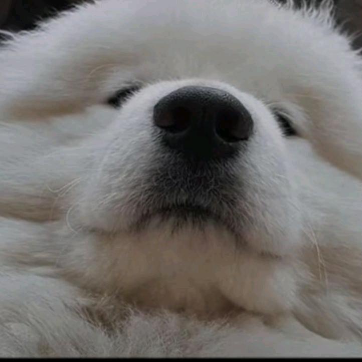 （尺v尺）