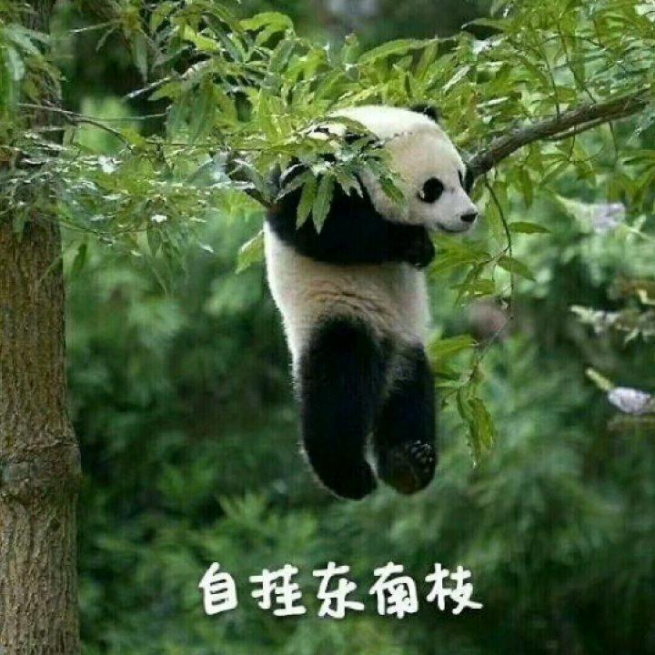 來了老弟