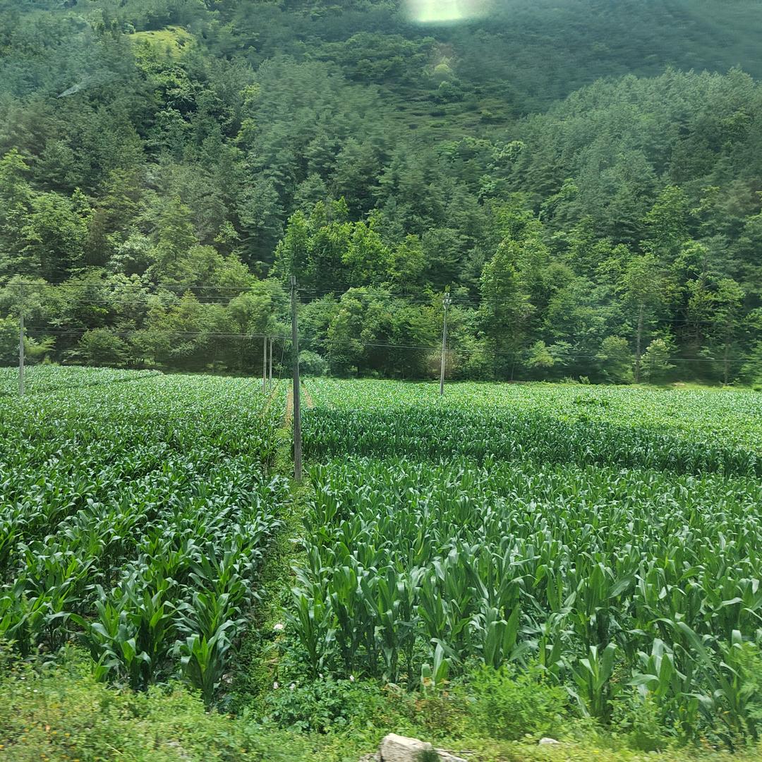 相思入骨醉红颜