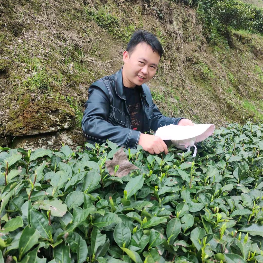 茶叶哥