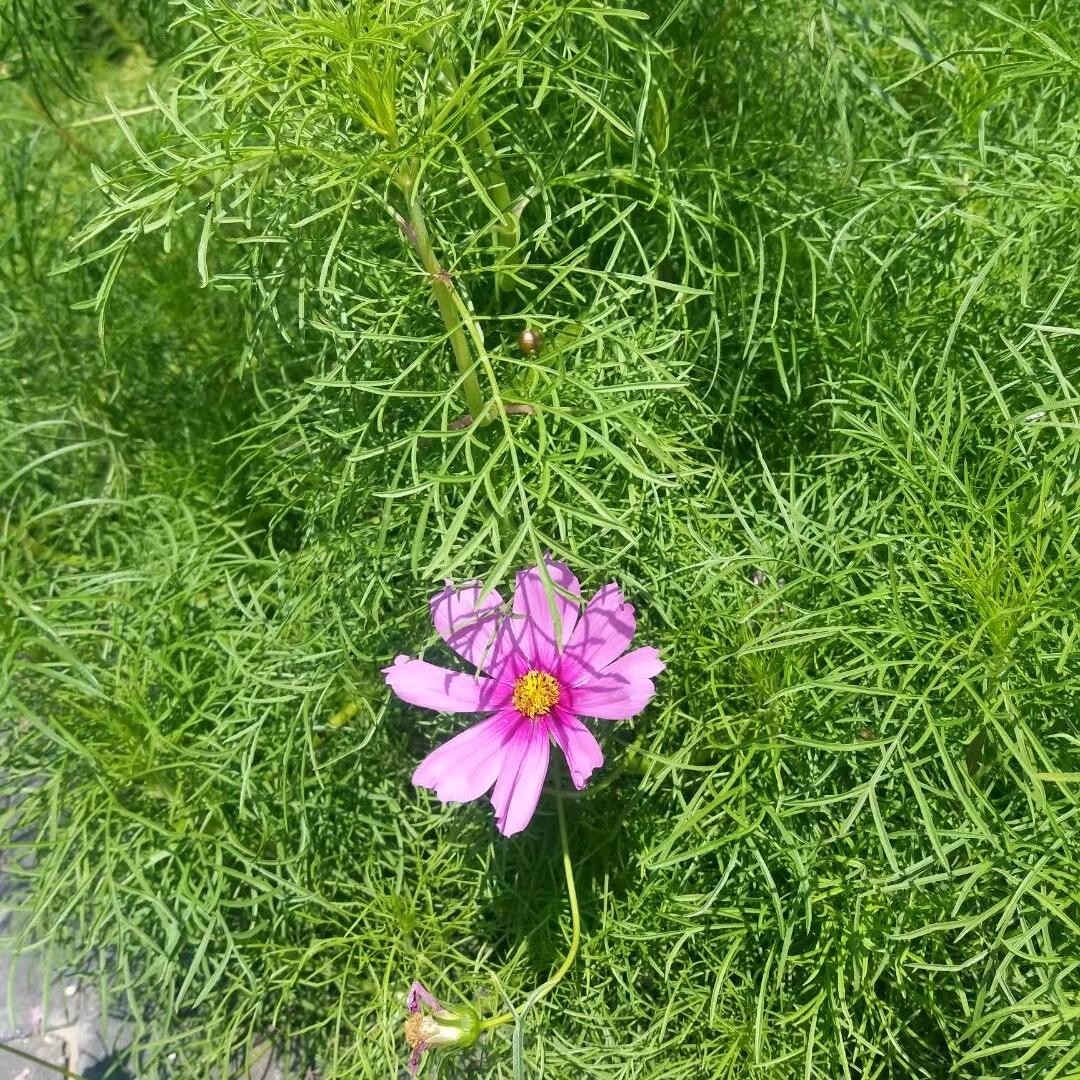 素菊