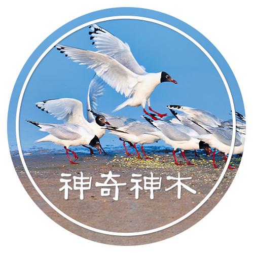 神奇神木（官方）