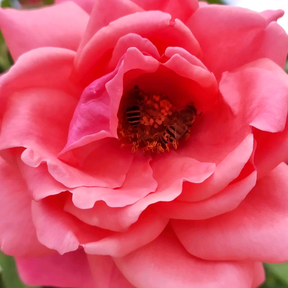 玫瑰花