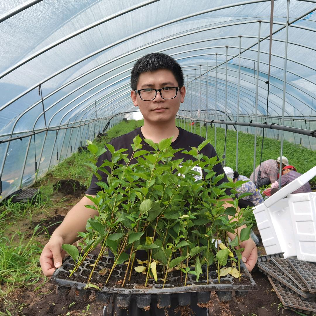 万禾苗专营店嘉晟苗木