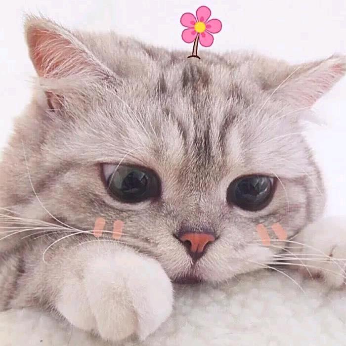 摆烂小鱼🌧️