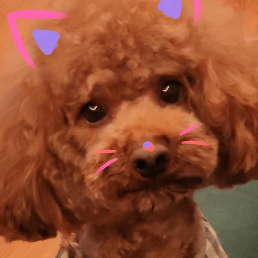 小芝麻❤️跳舞