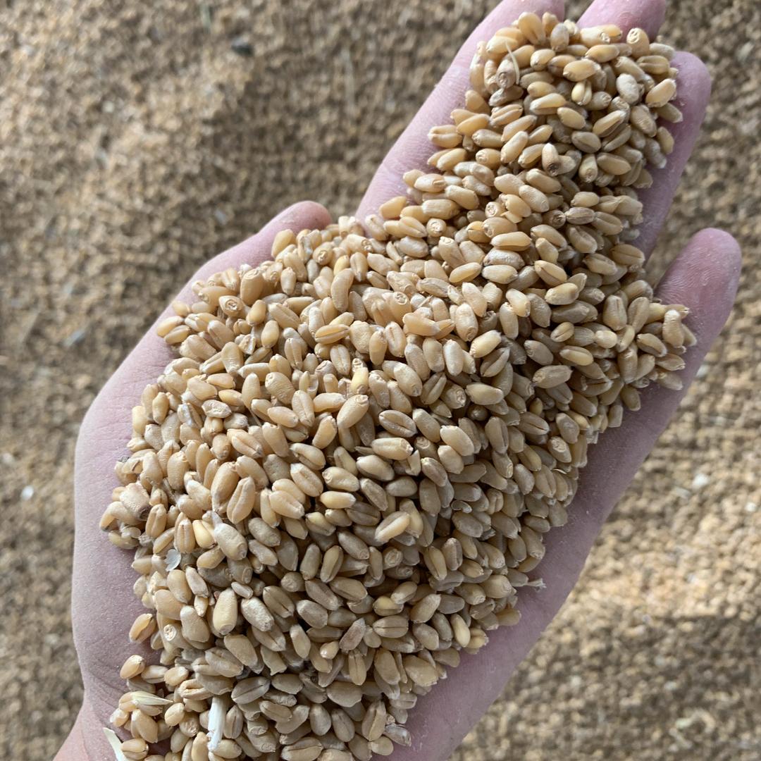 A界首王浩盈利粮贸购销小麦 玉米