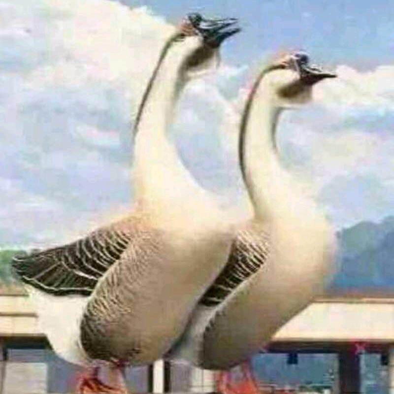 梦离