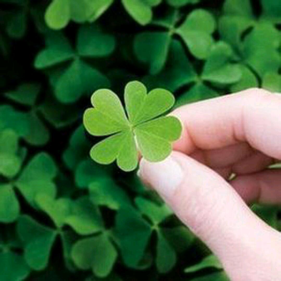 四叶草🍀🌸