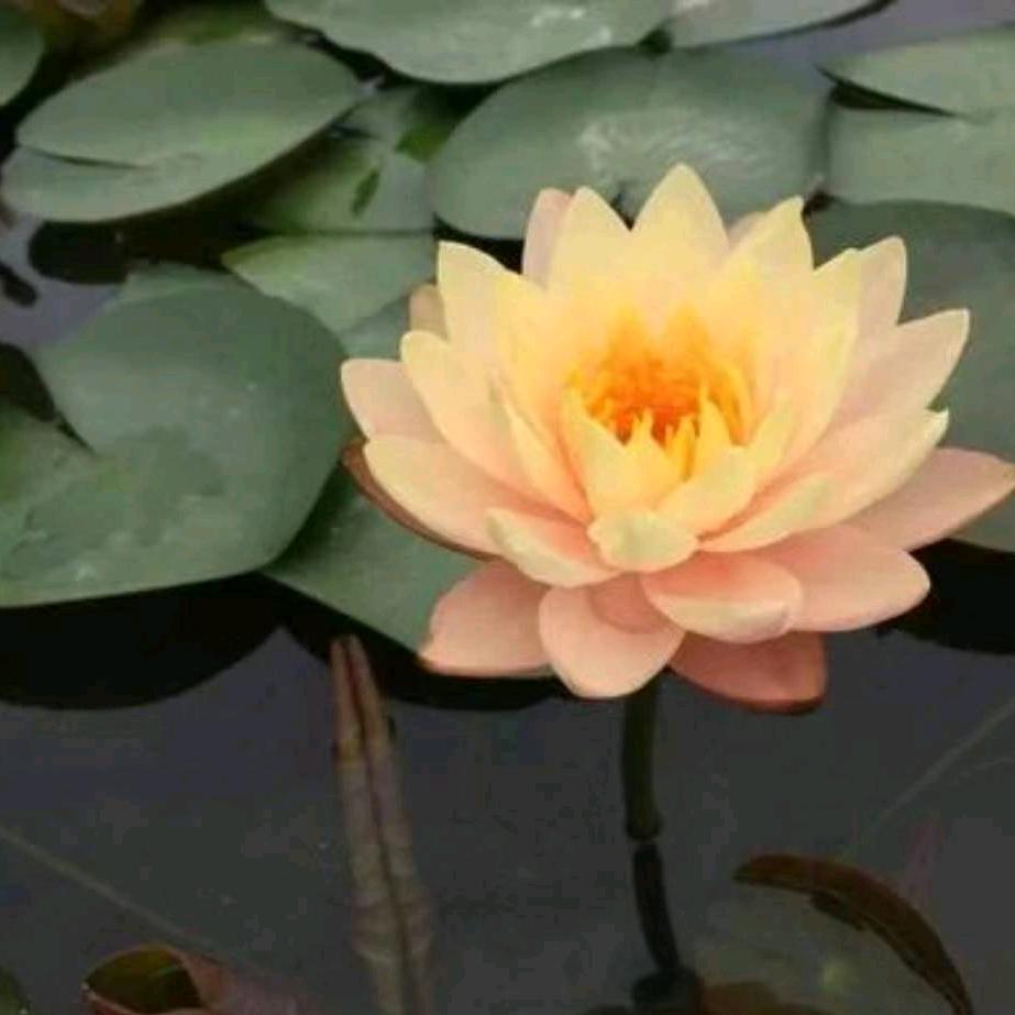 菩莲