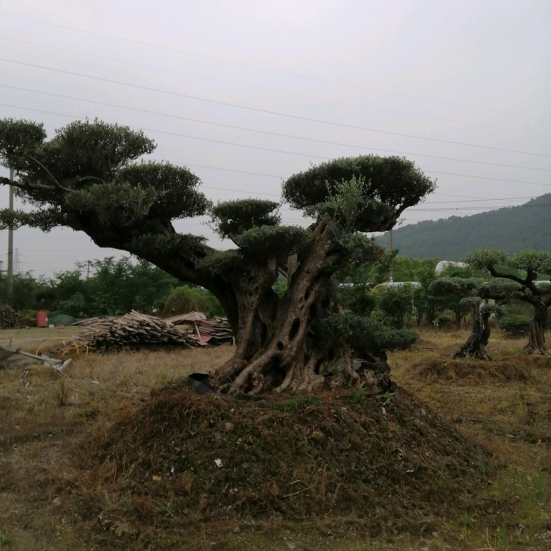 园林绿化