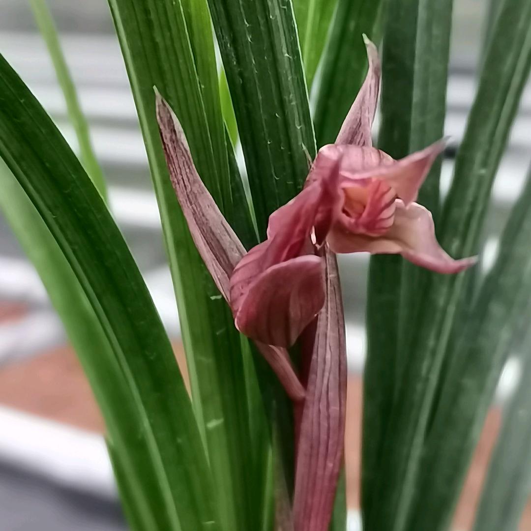 郫都区云欣兰园