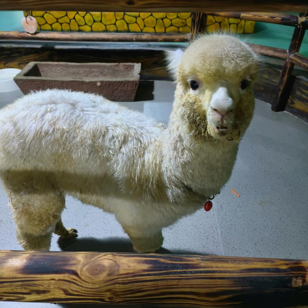 🤝小李总🔥520🔥Love You