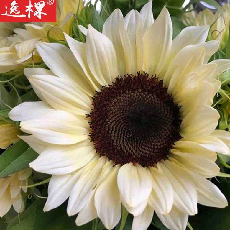 豫北鲜花批发零售