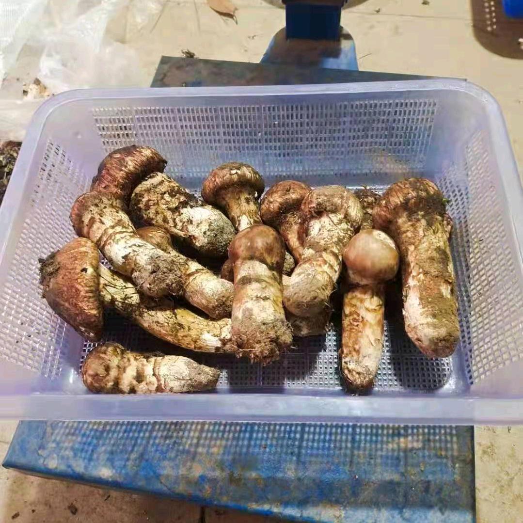 用户咋个简单咋个过